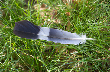 pigeon feather in nature