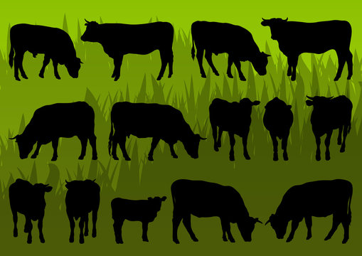Beef cattle and cow detailed silhouettes illustration