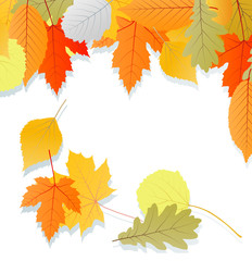 Fototapeta premium Leaves autumn vector background