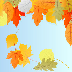 Obraz premium Leaves autumn vector background
