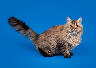 selkirk rex cat on sky blue background