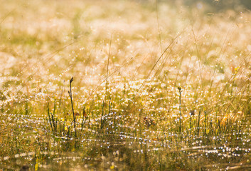 Deschampsia flexuosa L., syn. Avenella flexuosa