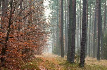 Autumn pine forest