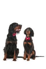 Dogs dressed for the party