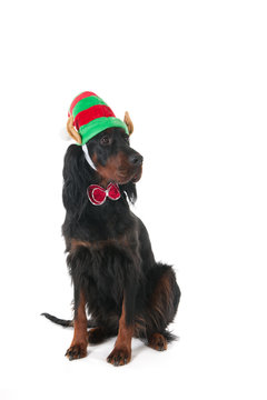 Dog With Elf Hat