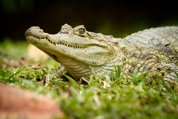 Crocodile is between land and water