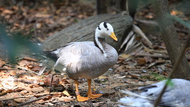 Bar-headed goose (Anser indicus) in a zoo
