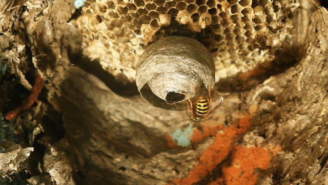 Wasps building a nest.