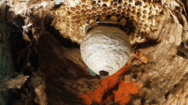Wasps building a nest.