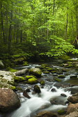 Fototapeta premium Springtime Creek Flowing Through Smoky Mountain Forest