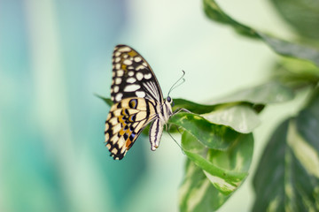 Obraz na płótnie Canvas Piękno natury motyl