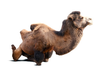 Sitting bactrian camel on white background with shade