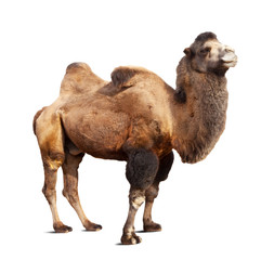 Staande Bactrische kameel op witte achtergrond