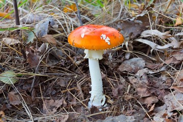 flyagaric mushroom in a forest