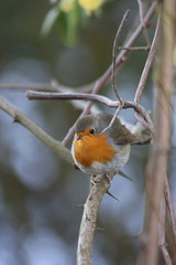 rouge-gorge