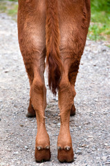 Rear end of calf showing tail and hooves