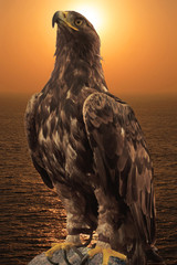 Proud Eagle