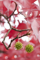 Red leaves and green seeds