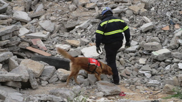 Trained dog searching above the rubble