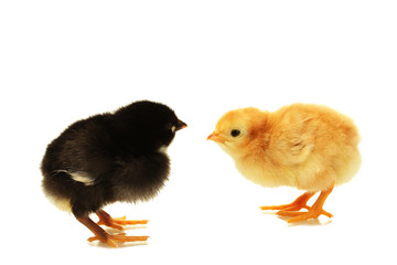 black and yellow little chickens isolated on the white