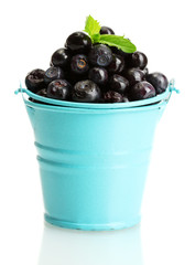 blueberris in bucket with mint isolated on white