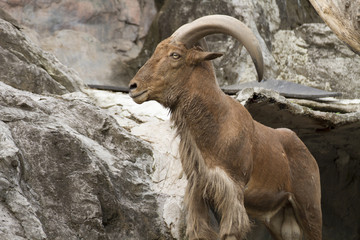 mountain goat