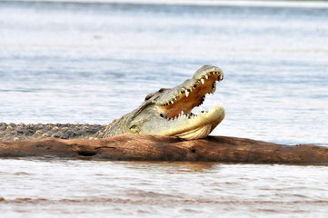 Nile crocodile