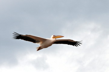 Great White Pelican flying