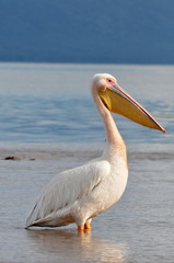 Great White Pelican in water