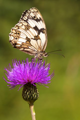 Beauty butterfly.