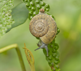 Snail is climbing on the tree