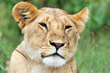 The Lion