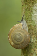 Snail is climbing on the tree