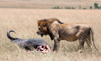 Up close & personal with a male lion & his prey in the Mara.