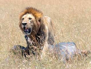 Up close & personal with a male lion & his prey in the Mara.