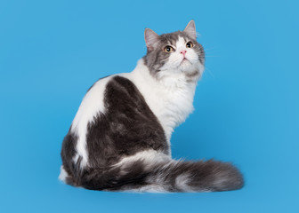 scottish straight highland cat on sky blue background