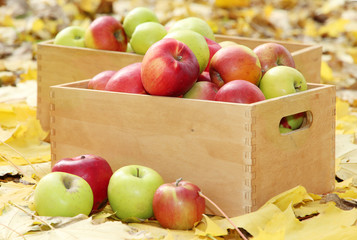 crates of fresh ripe apples in garden on autumn leaves
