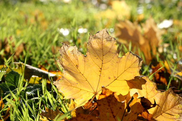 beautiful autumn maple leaves on green grass, close up