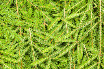 Background of spruce branches