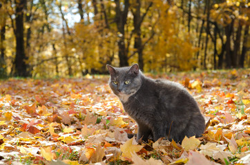 Cat in fall leaves