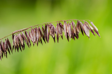 Wild field flower artistic background