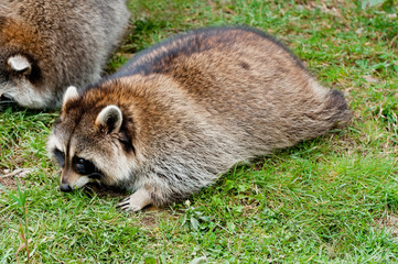 Obraz premium Cute raccoon on green grass