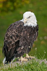 bald eagle in sitting position