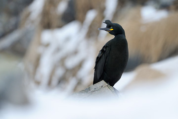 European Shag standing on cliff with snow.