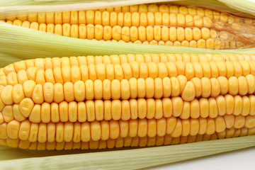 fresh corns