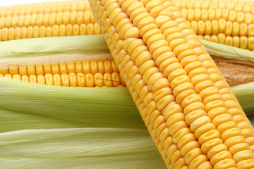 fresh corns