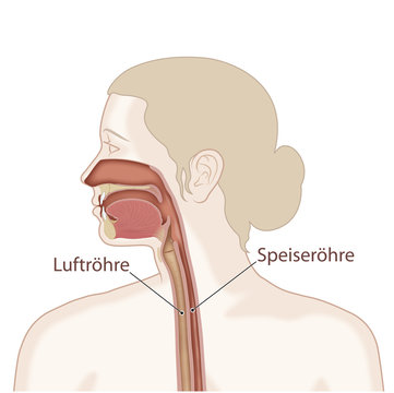 Kopf mit Nasen- und Rachenraum