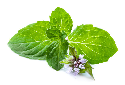 Leaf Of Mint With Flower