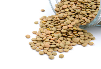 Lentil