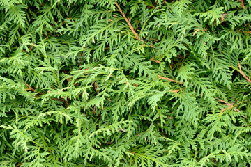 Thuja